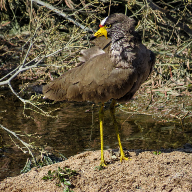 "Thick Knee" stock image