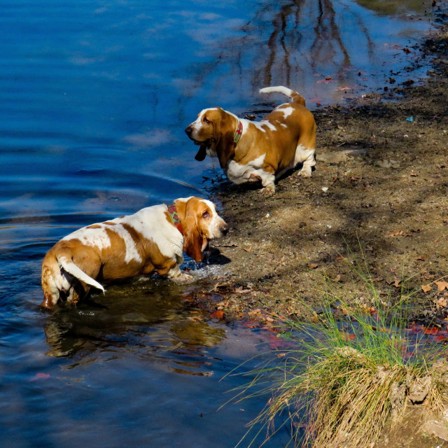 "Bassets in Blue" stock image