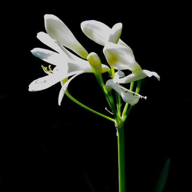 "Almost Black and White" stock image