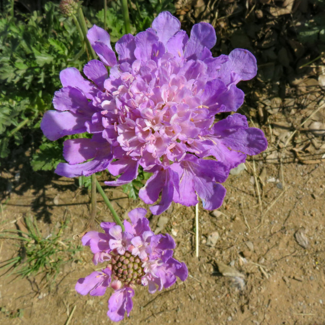 "Purple Delights" stock image