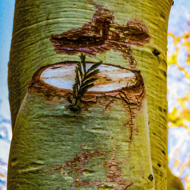 "Regrowth" stock image