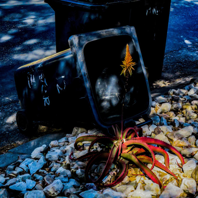 "Dust Bin Day" stock image