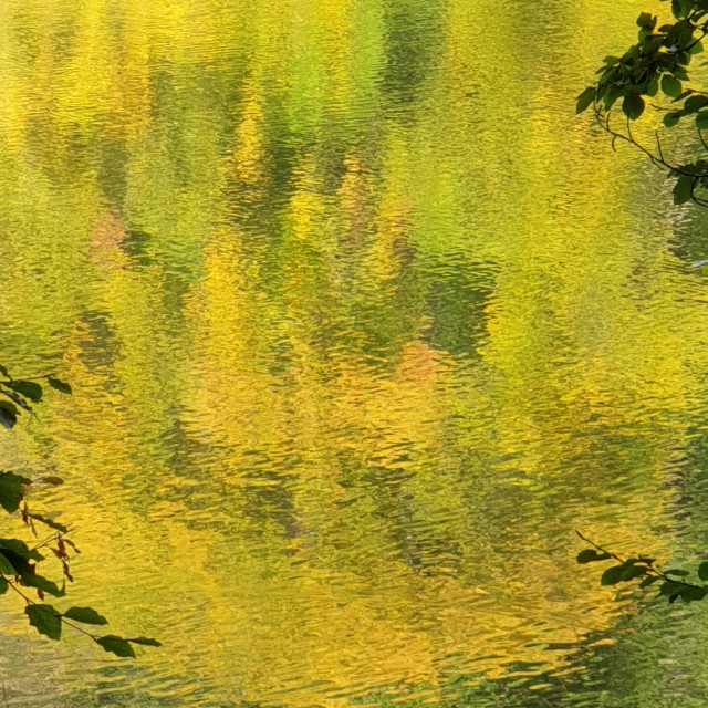 "Beautiful autumn capture of a yellow tree reflected in a lake- a" stock image