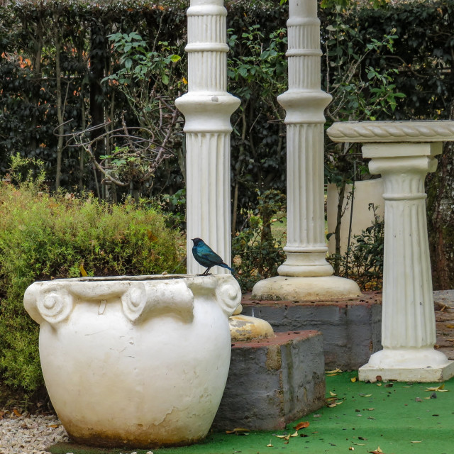 "A Greek Starling?" stock image