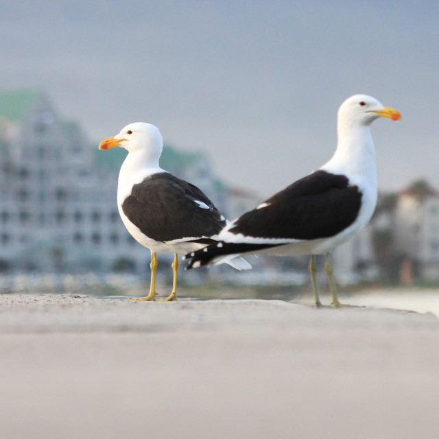 Kelp gulls walking the Gordon's bay old harbour wall. License