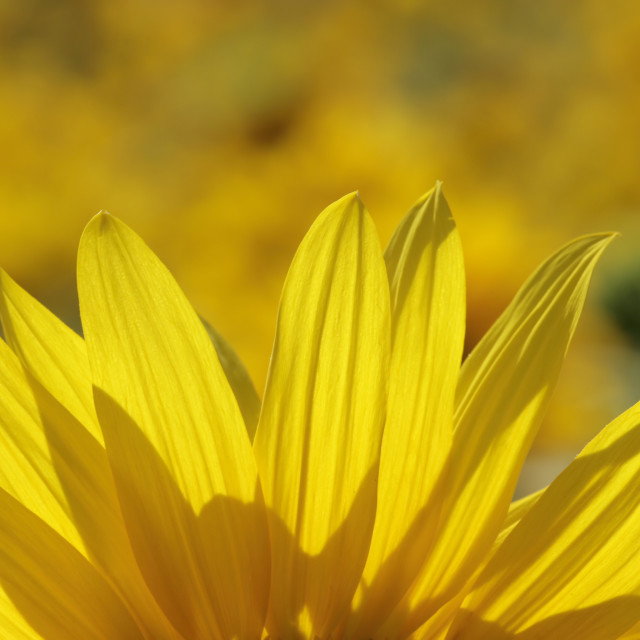 "Part of a sunflower blossom (Helianthus annuus)" stock image