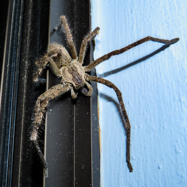 "Rain Spider" stock image