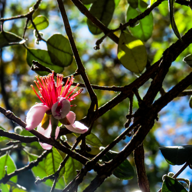 "Contrasting Colours" stock image