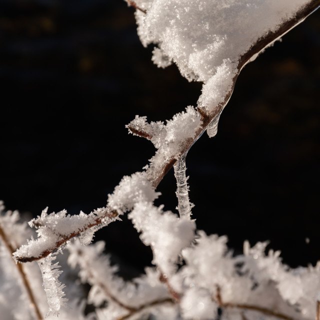 "Cold branches" stock image