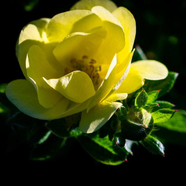 "Yellow Rose" stock image