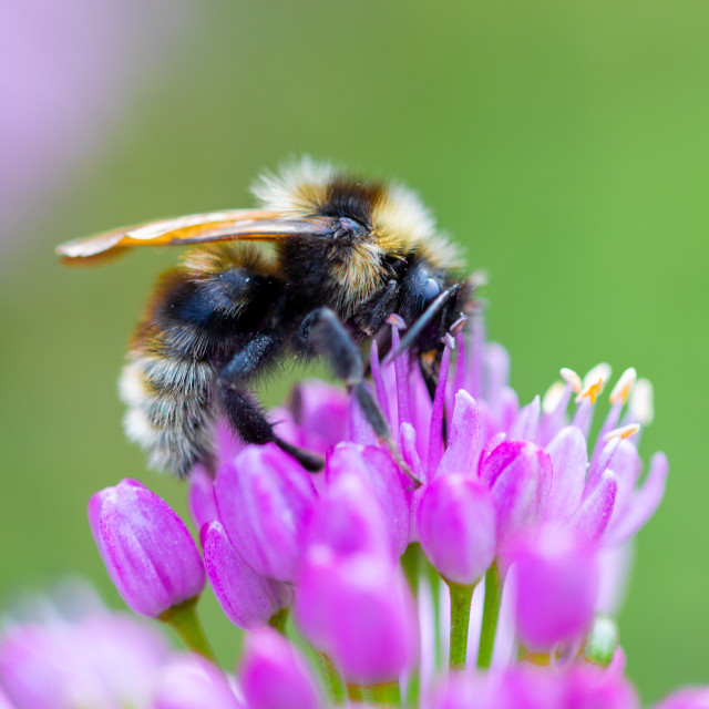 "Bumblebee Lunch" stock image