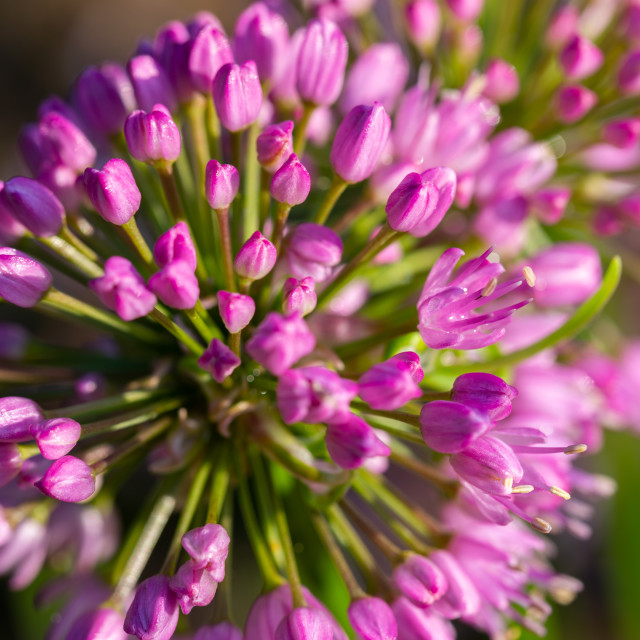 "Bursting flower" stock image