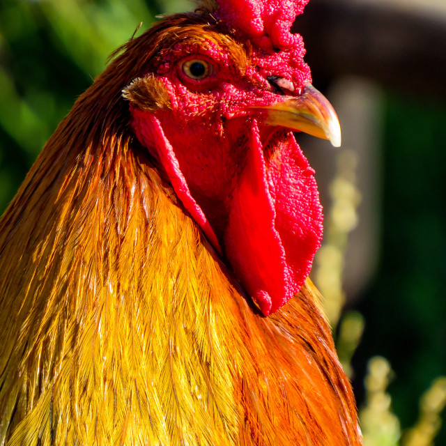 "Red Rooster" stock image