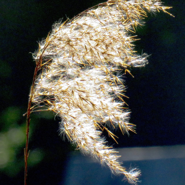 "Golden Grass" stock image