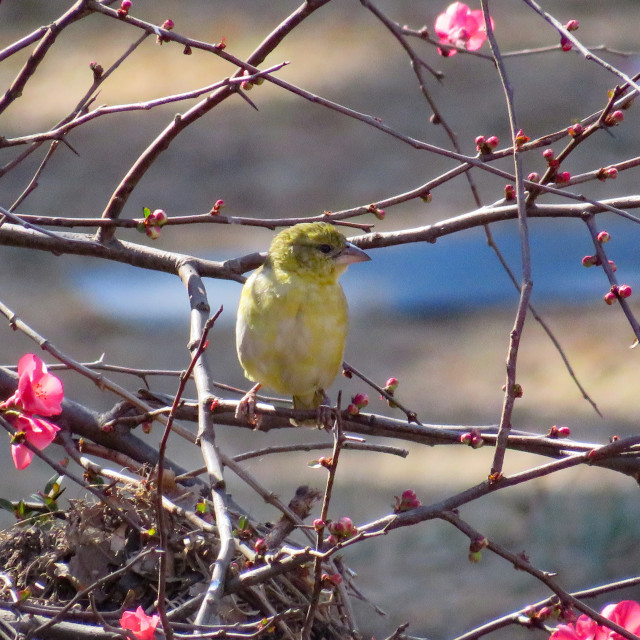 "Birds and Blossoms" stock image