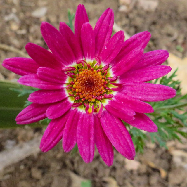 "Pink Petals" stock image