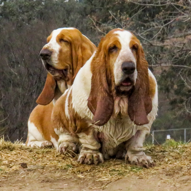 "Basset Sisters" stock image