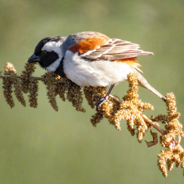 "Cape Sparrow" stock image