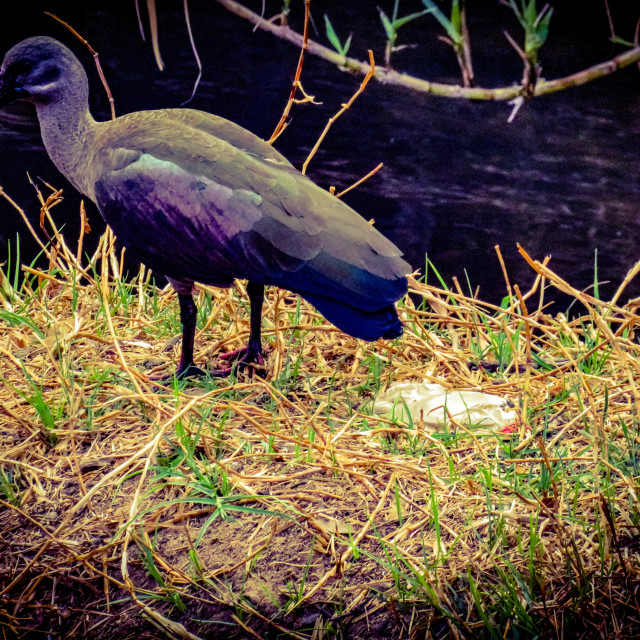 "Plastic Pollution - Ibis" stock image