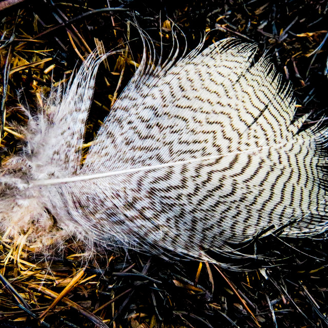 "Feather Pattern" stock image