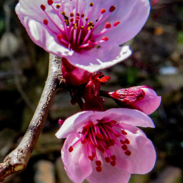 "Plum Blossoms" stock image