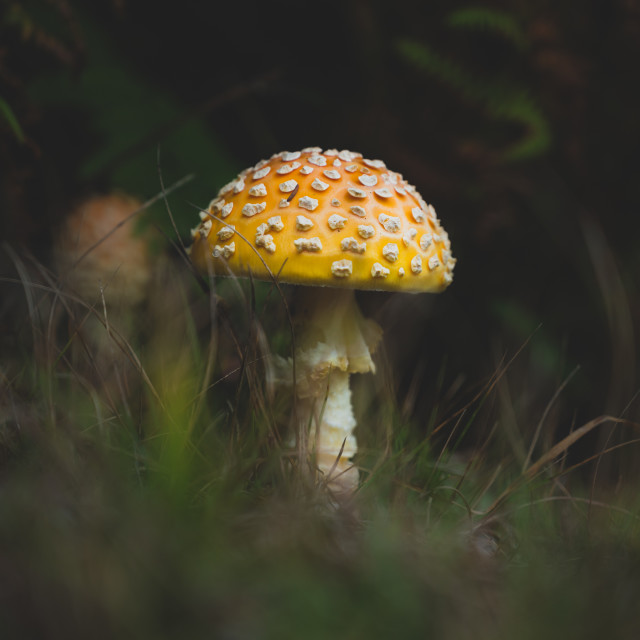"Fly Agaric" stock image