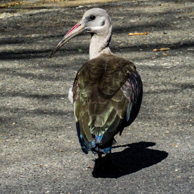 "Street Ibis" stock image