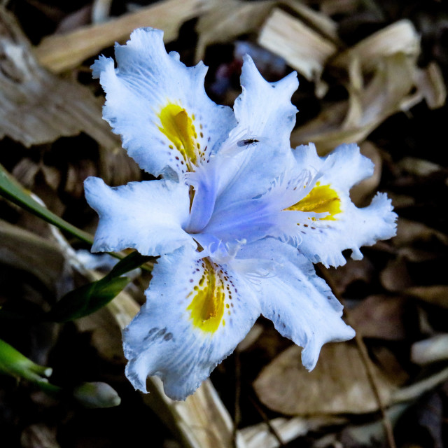 "Pale Blue" stock image