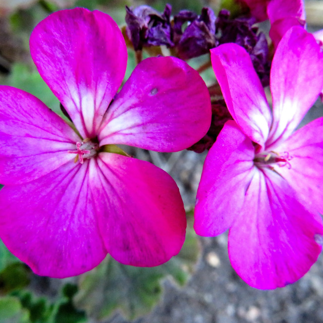 "Pink Surprise" stock image