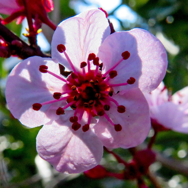 "Plum Blossoms" stock image