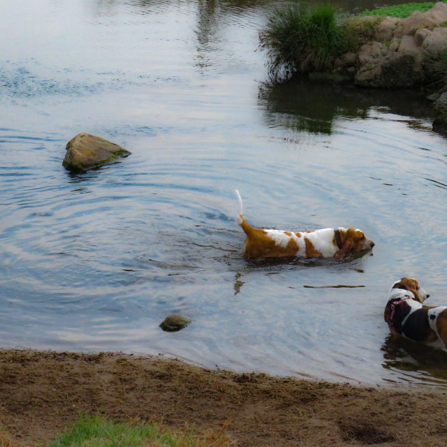 "Basset Rock" stock image