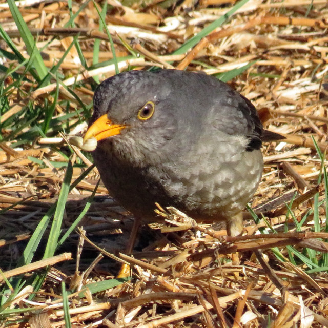 "The Early Bird" stock image