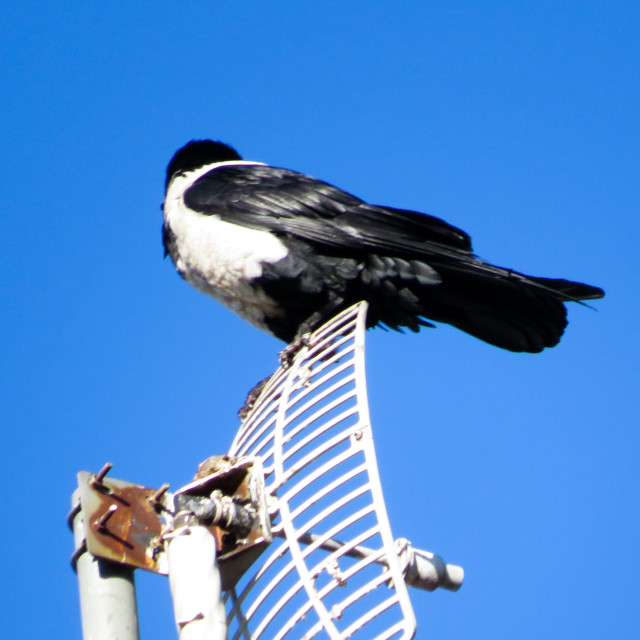 "Where is that damned signal!?" stock image