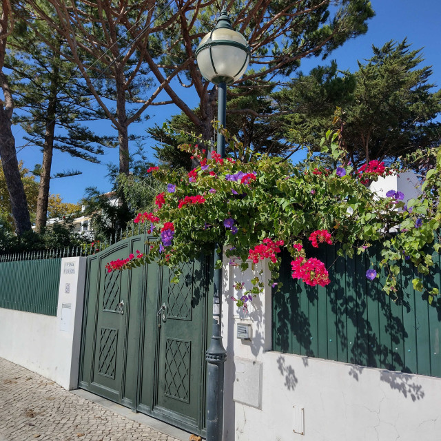 "Bougainvillea Vine at the Gate" stock image