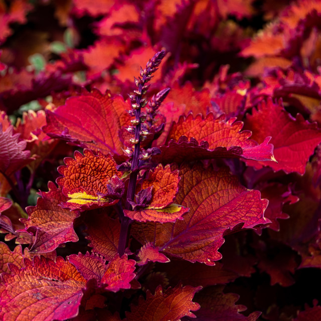 "Untitled Red" stock image