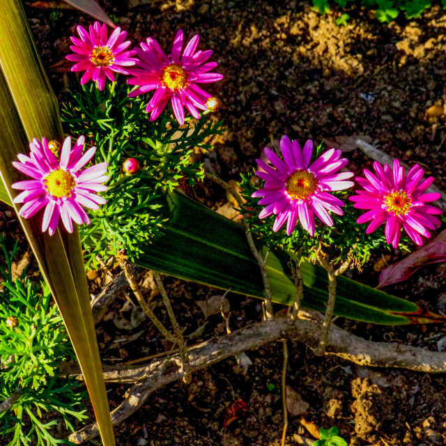 "Flower Power" stock image