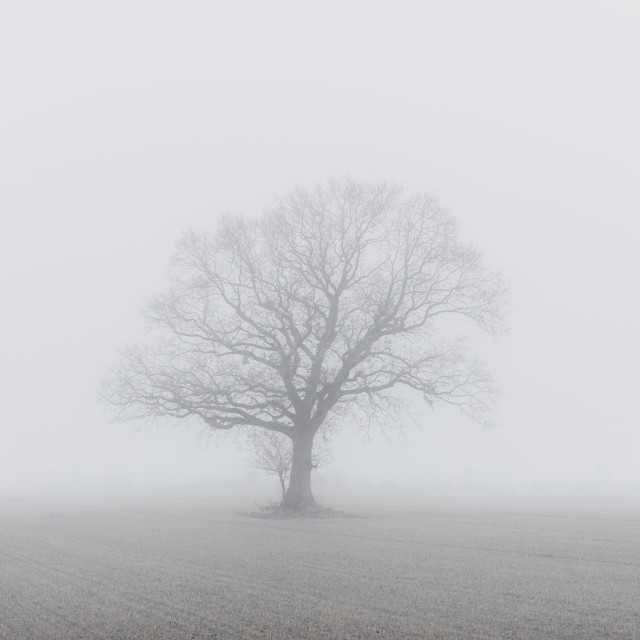 "LONELY TREE IN THE MIST" by LYDIBERN.ART - £15.00 "LONELY TREE IN THE MIST" stock image