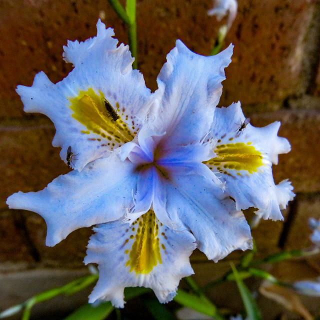 "Flowers" stock image