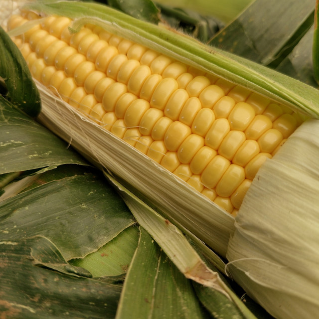 "Fresh Sweet Corn" stock image