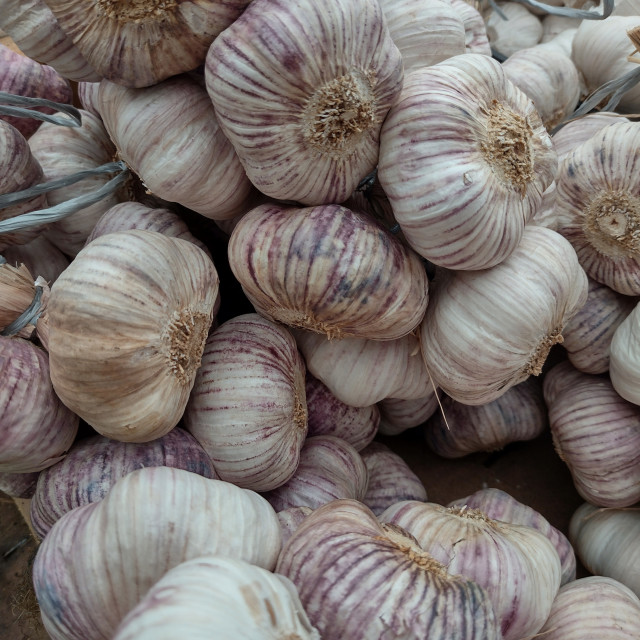 "Fresh Garlic" stock image