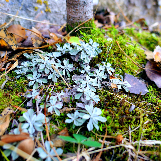 "Mossy ground" by MLLL Photography - $11.41 "Mossy ground" stock image