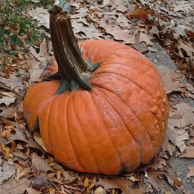 "Squashed Pumpkin on Beacon Street" stock image