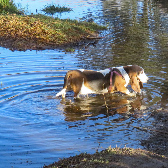 "Basset Blue" stock image