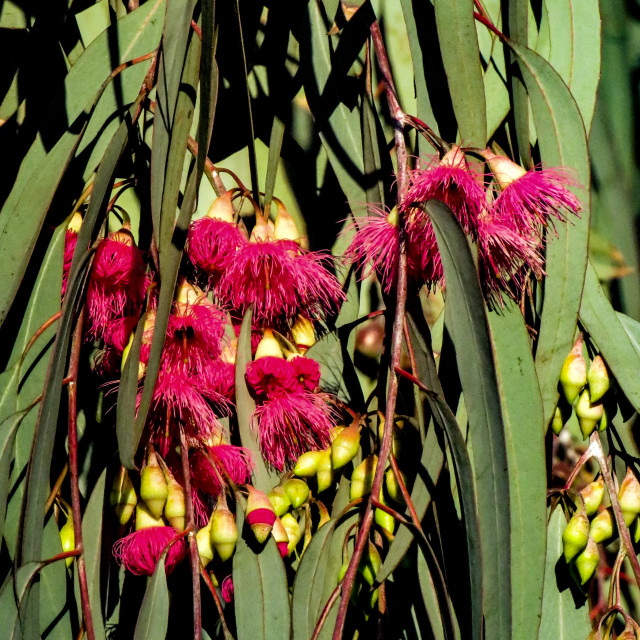 "Eucalyptus Flowers" stock image