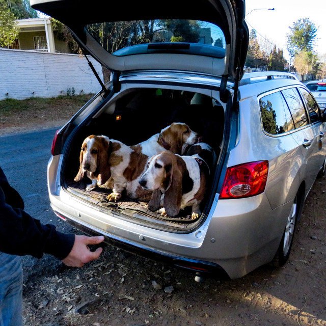 "A Bootfull of Bassets" stock image