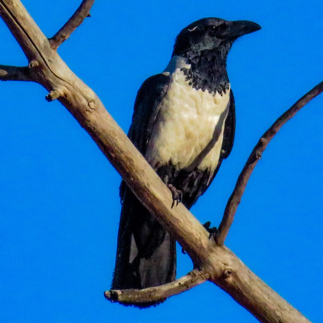 "Pied Crow" stock image