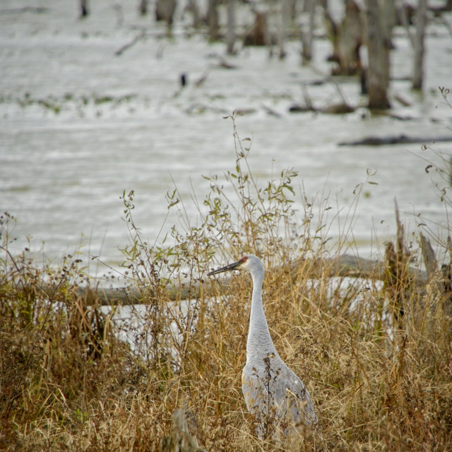 "Sandhill Crane #2" stock image