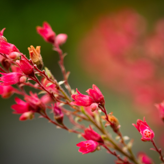 "Red details" stock image