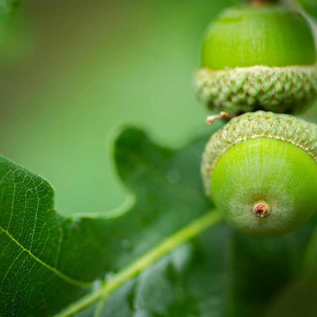 "Acorns in progress" stock image