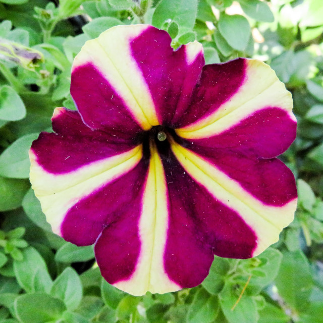 "Petunia II" stock image